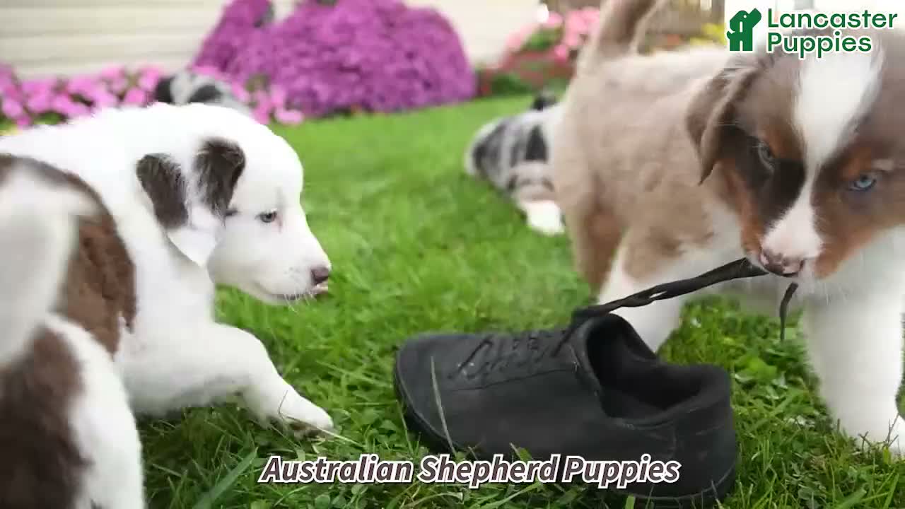 Australian Shepherd dogs for sale: Misty - Video 1