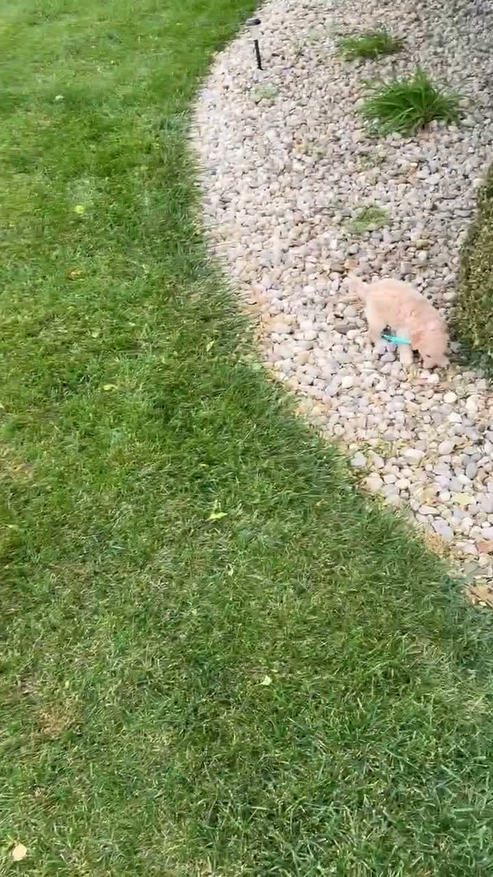 Mini Goldendoodle dogs for sale: Mini George - Video 3