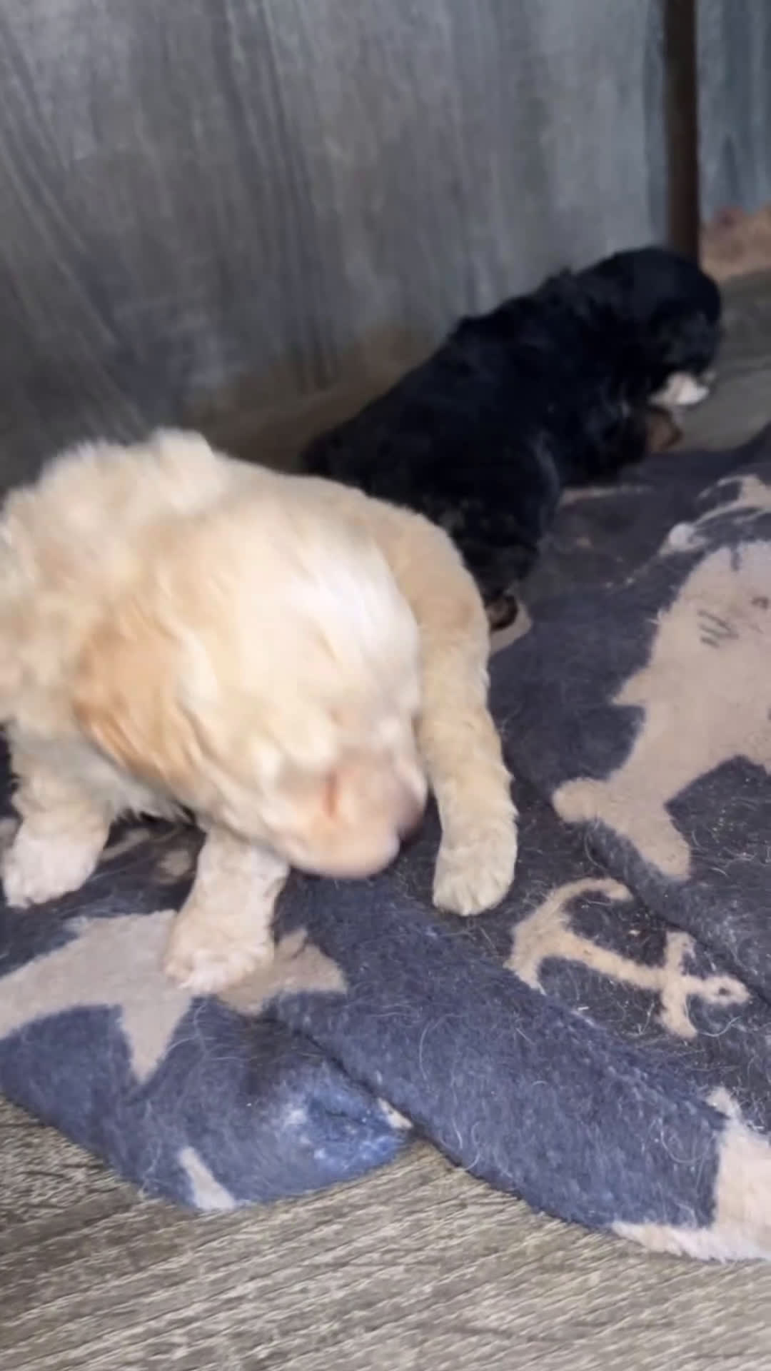 Toy Poodle dogs for sale: Toy Poodle Puppy 1 - Video 2