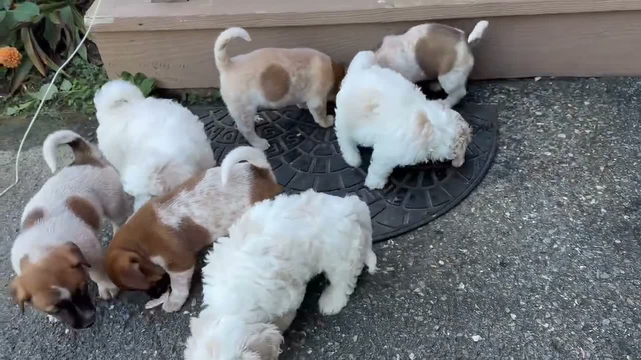Coton De Tulear dogs for sale: Coton De Tulear 1 - Video 1