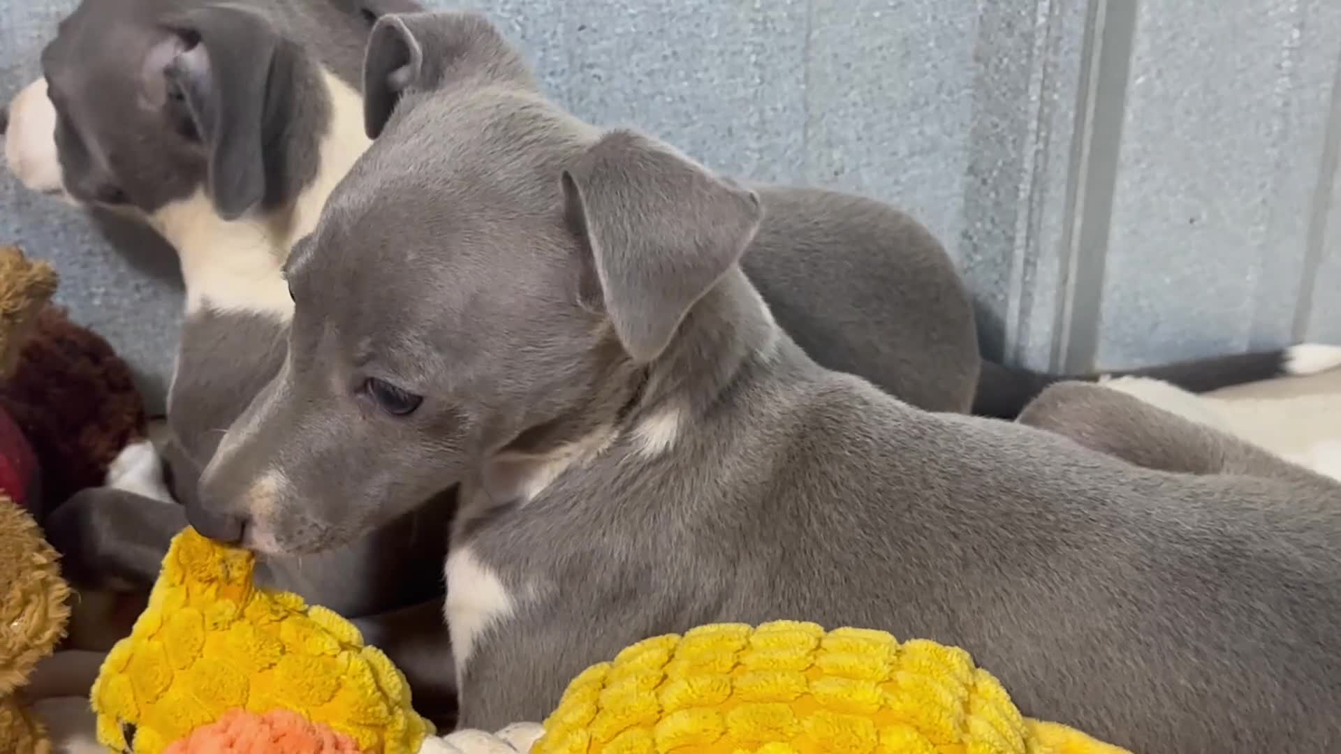 Italian Greyhound dogs for sale: Donut - Video 2