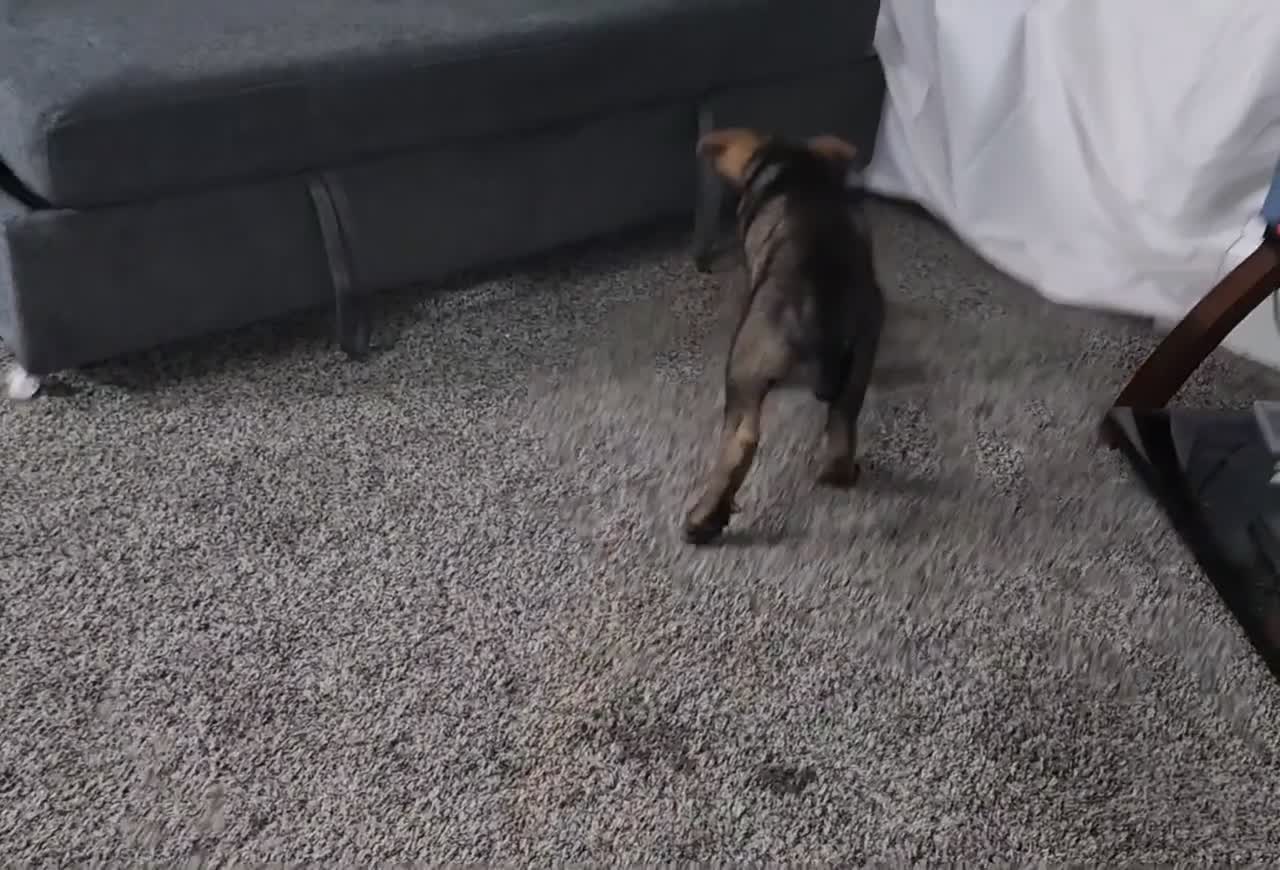 German Shepherd dogs for sale: Brown Boy - Video 1