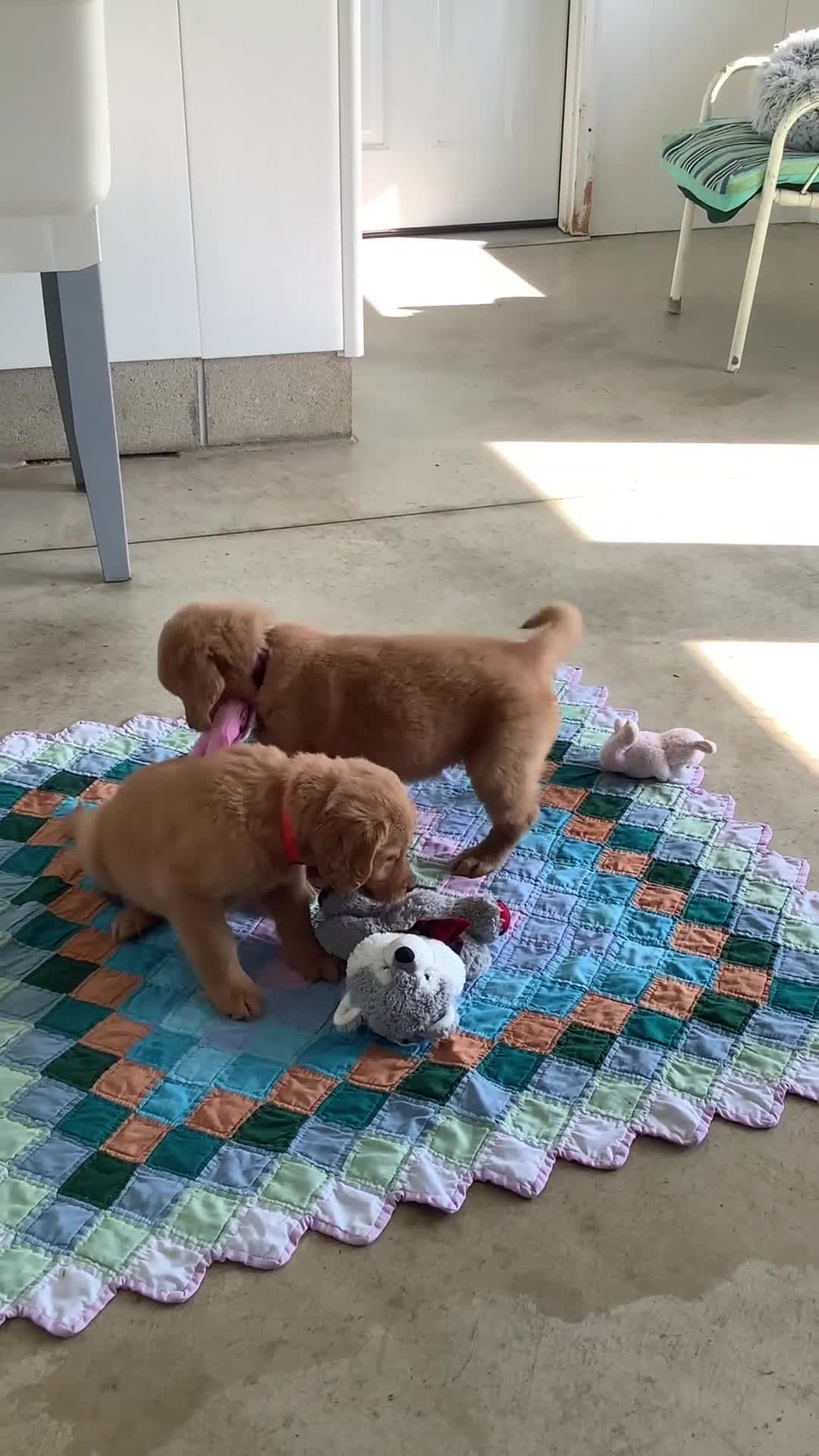 Golden Retriever dogs for sale: Golden Retriever 4 Sally - Video 1