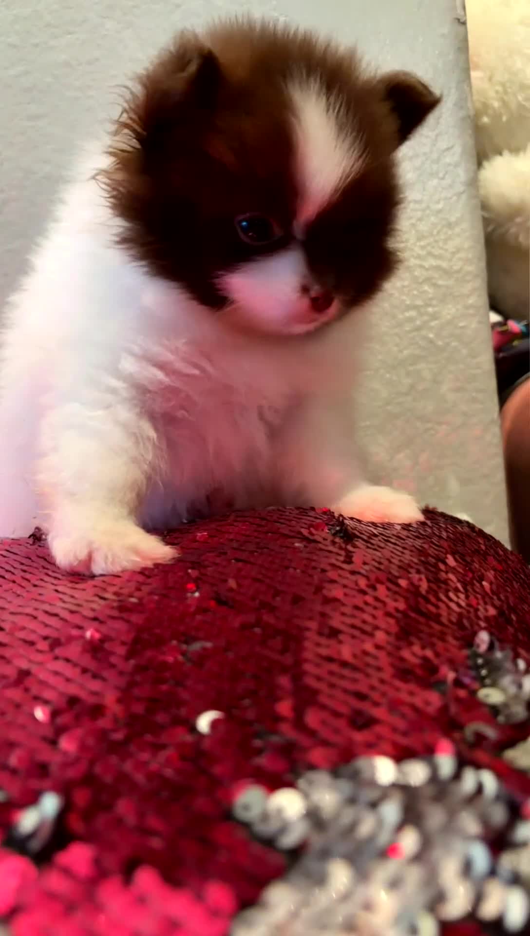 Pomeranian dogs for sale: Oreo  - Video 1