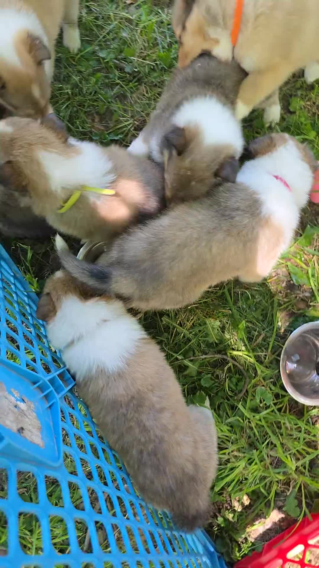 Collie dogs for sale: Collie Puppy 5 - Video 2