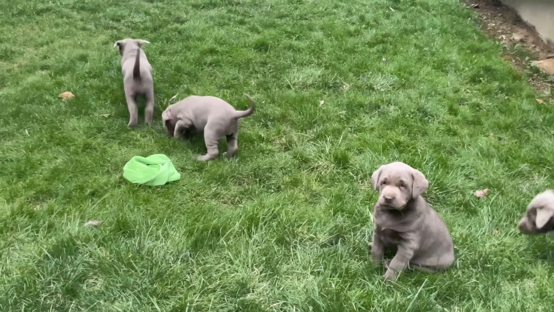 Labrador Retriever dogs for sale: Oliver  - Video 1