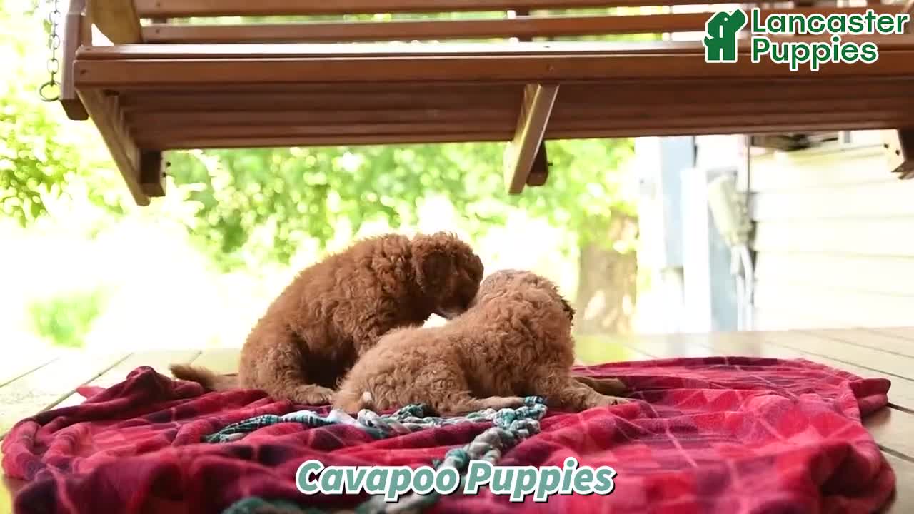 Cavapoo dogs for sale: Sonny - Video 1