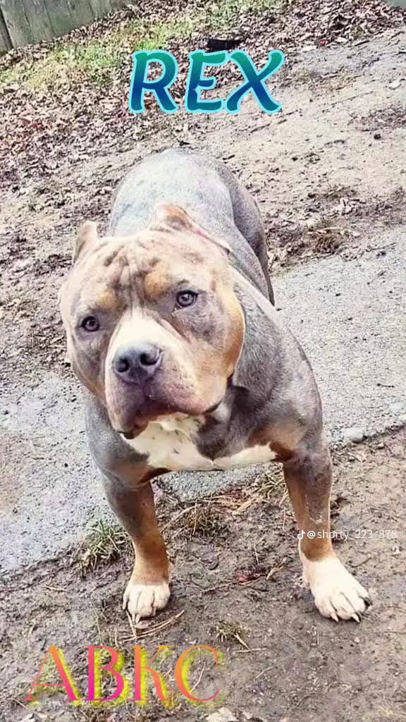 American Bully dogs for sale: Black tri Merle - Video 6