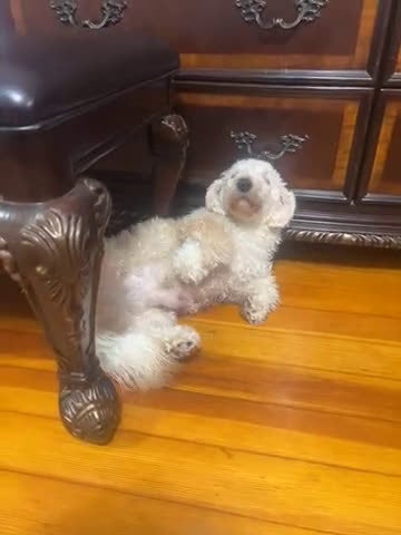 Mini Goldendoodle dogs for sale: Teddy - Video 1