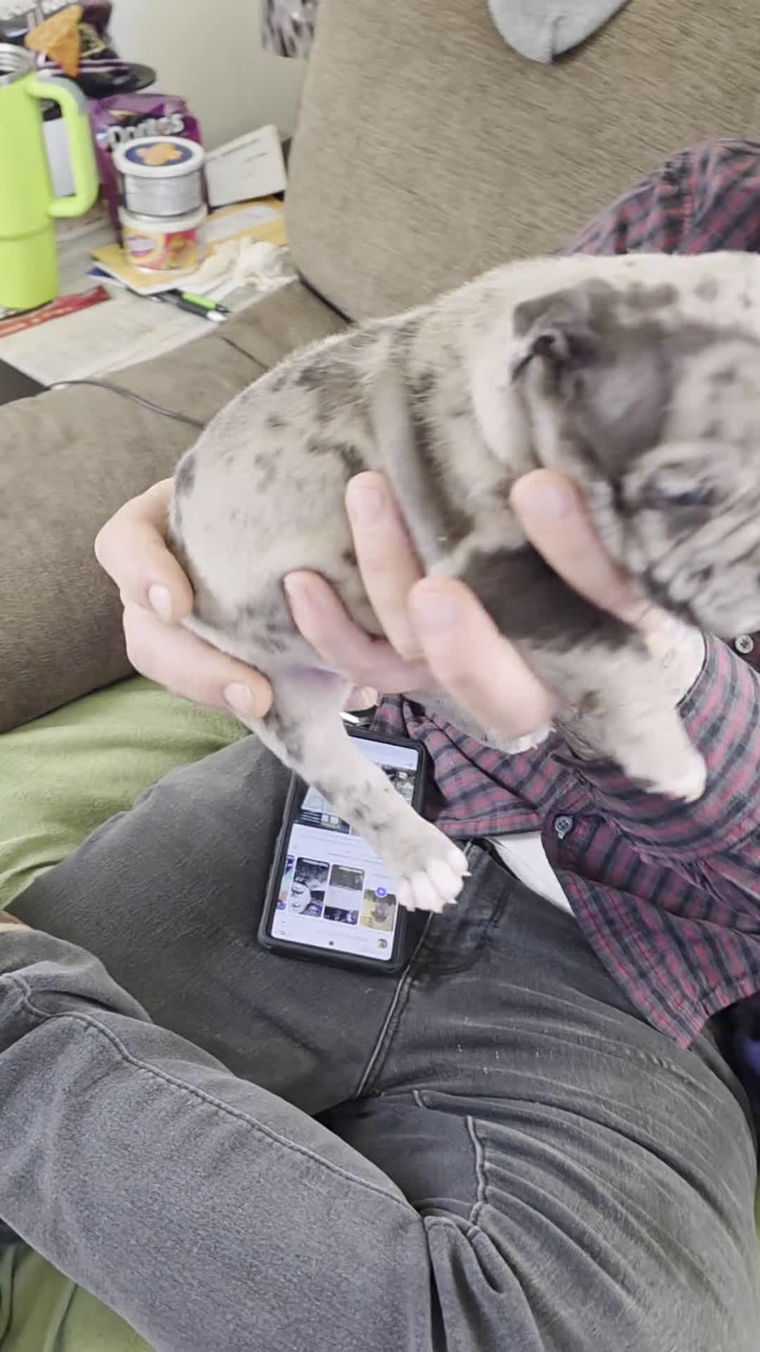 American Bully dogs for sale: Lotus Elise - Video 1