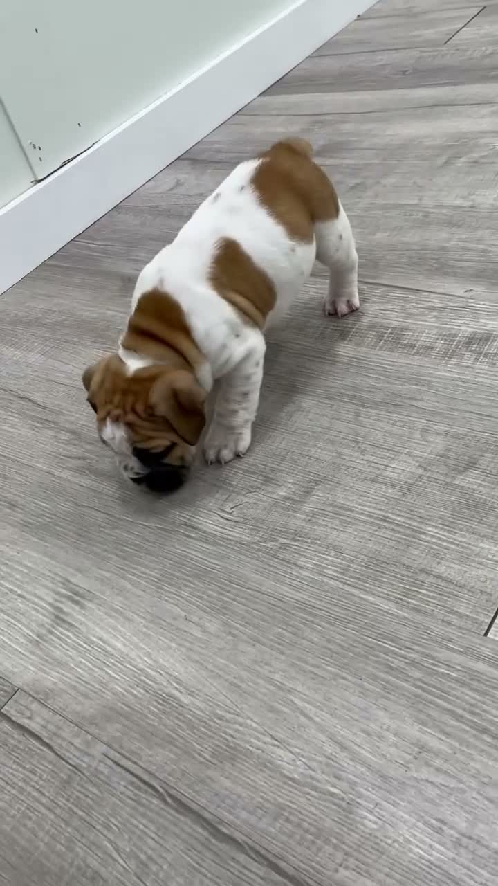 Beabull dogs for sale: Leti - Video 1
