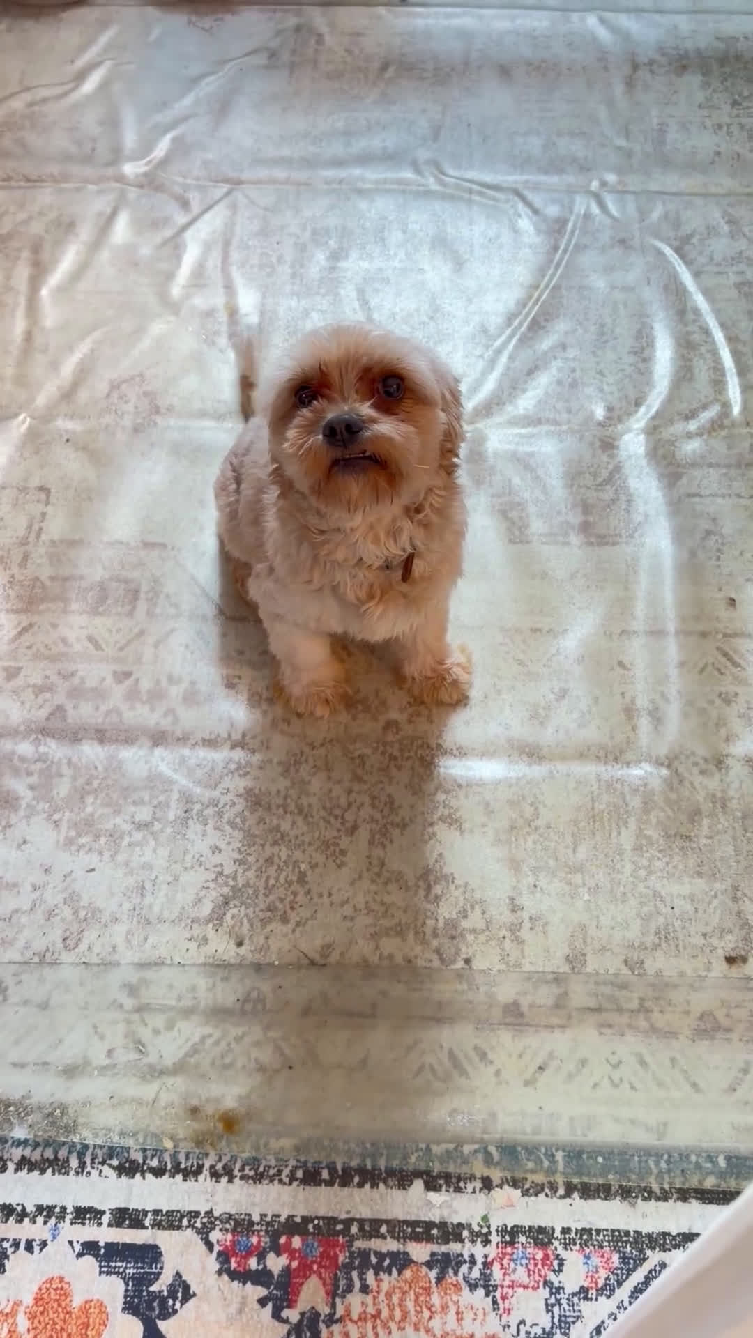 Mixed Breed dogs for sale: Mixed Breed Puppy 1 - Video 1