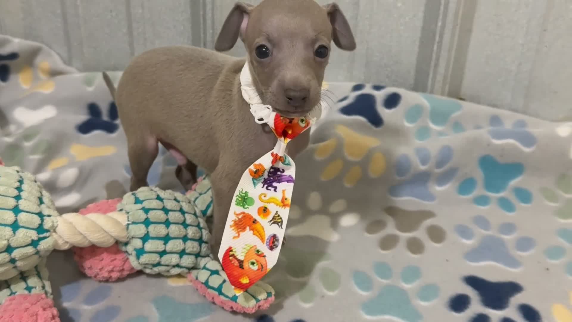 Italian Greyhound dogs for sale: Lynx  - Video 1
