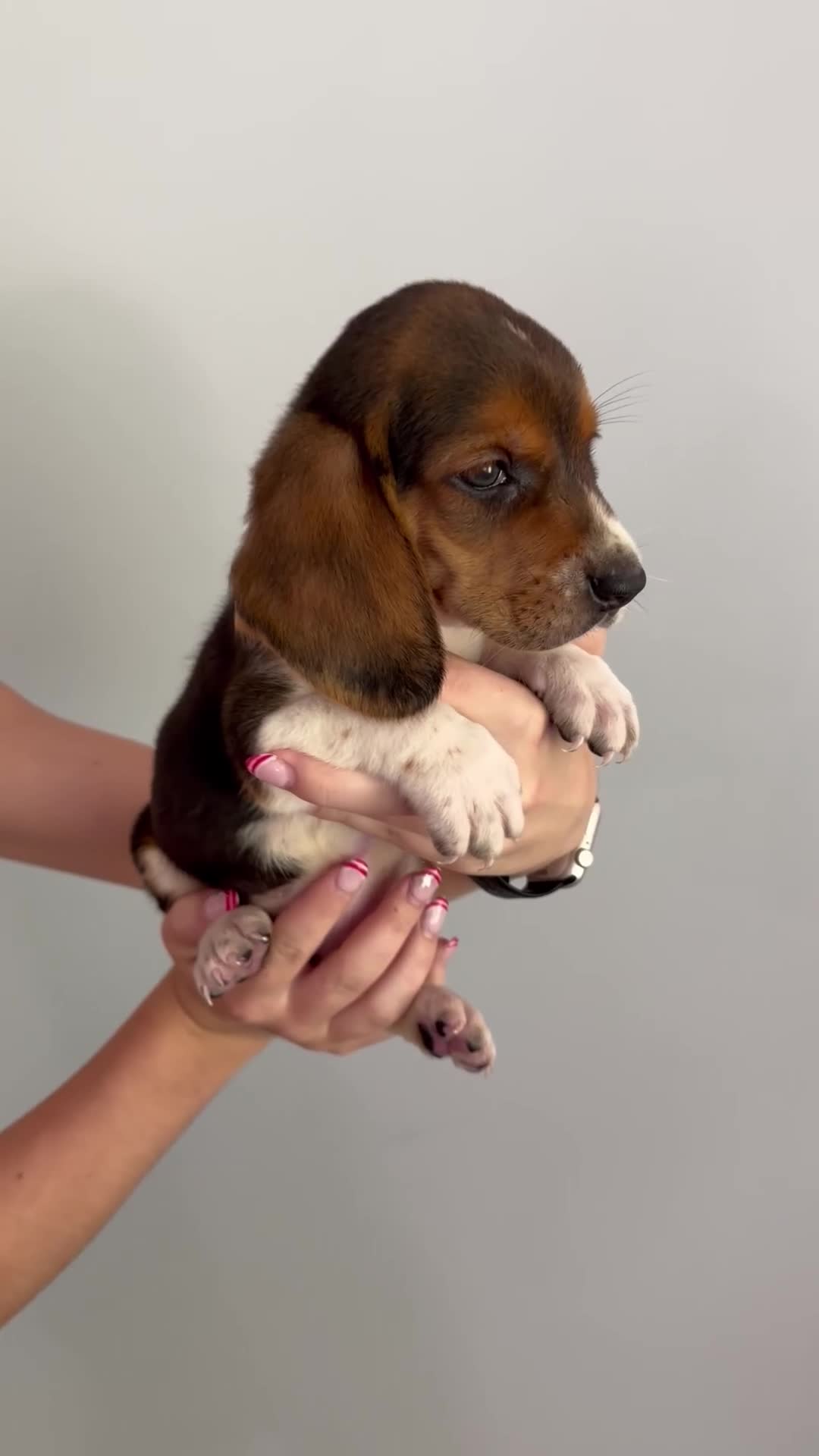 Basset Hound dogs for sale: Timmy - Video 1