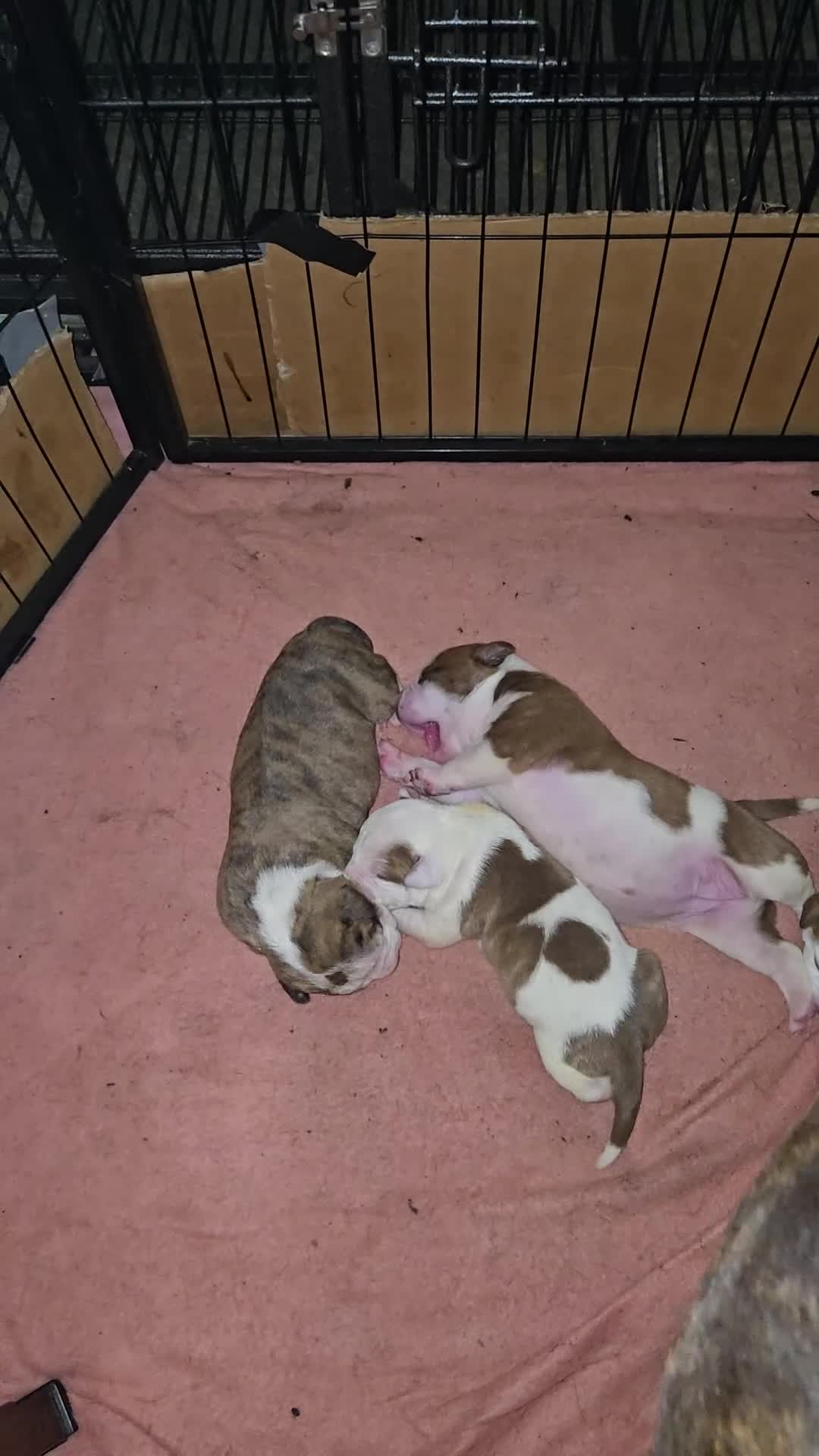 American Bulldog dogs for sale: American Bulldog 1 - Video 5