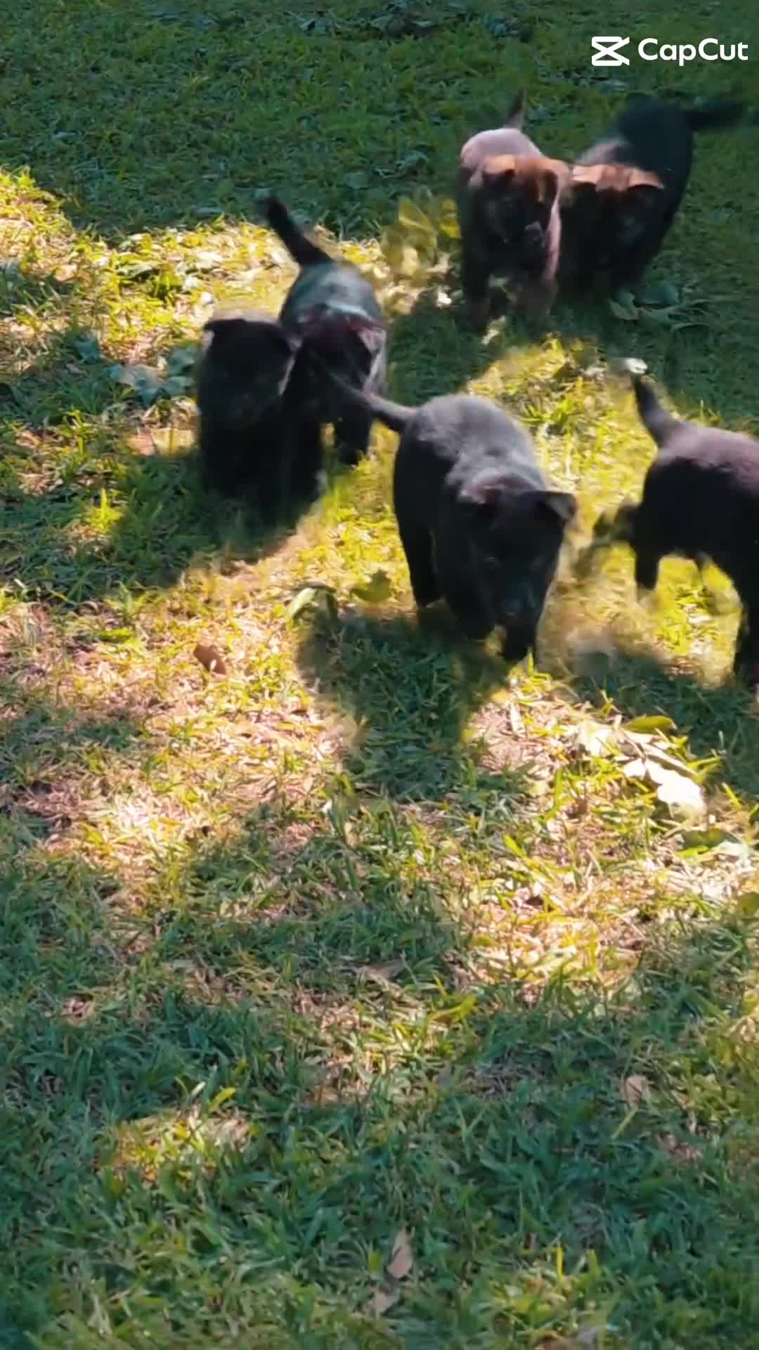 German Shepherd dogs for sale: Ms Yellow - Video 1