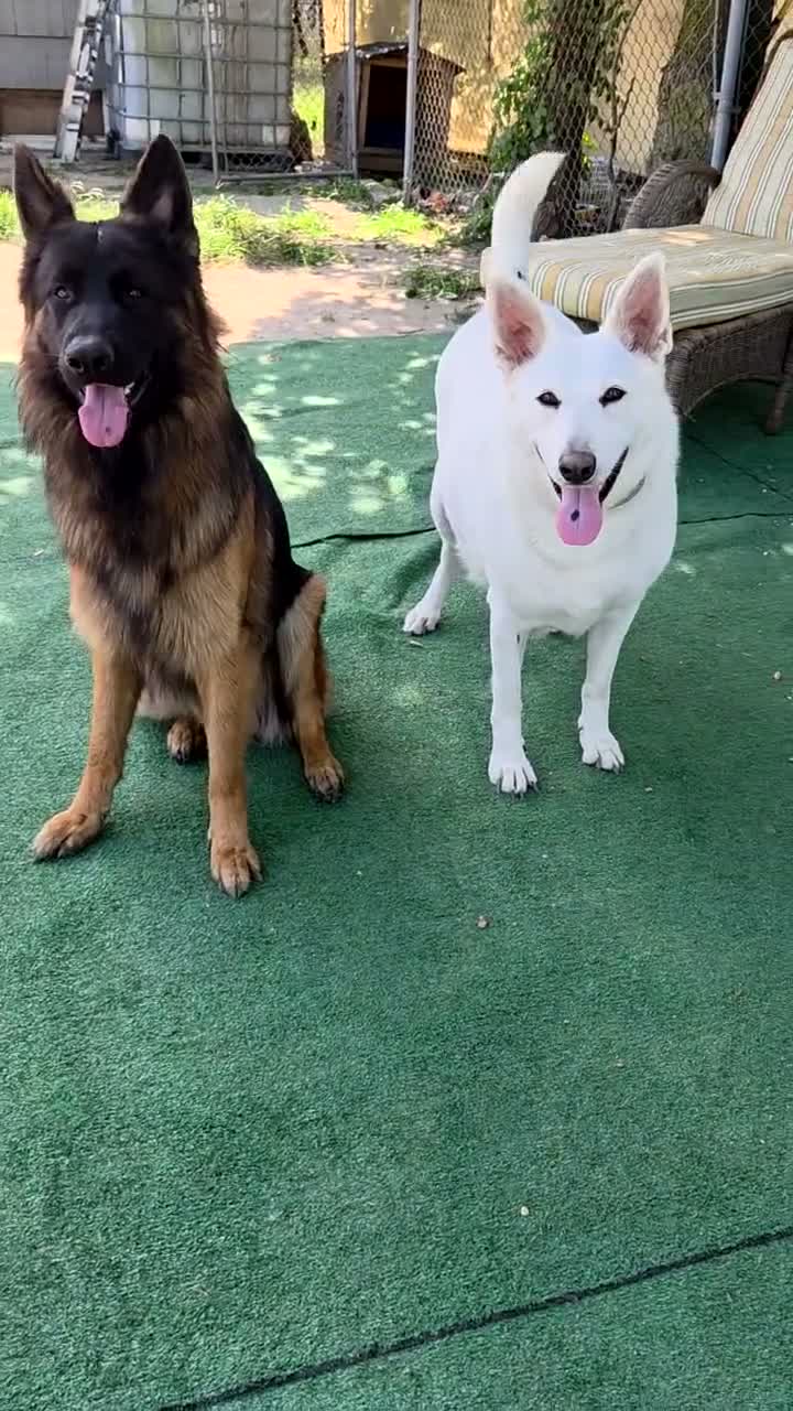 German Shepherd dogs for sale: Light Blue - Video 1