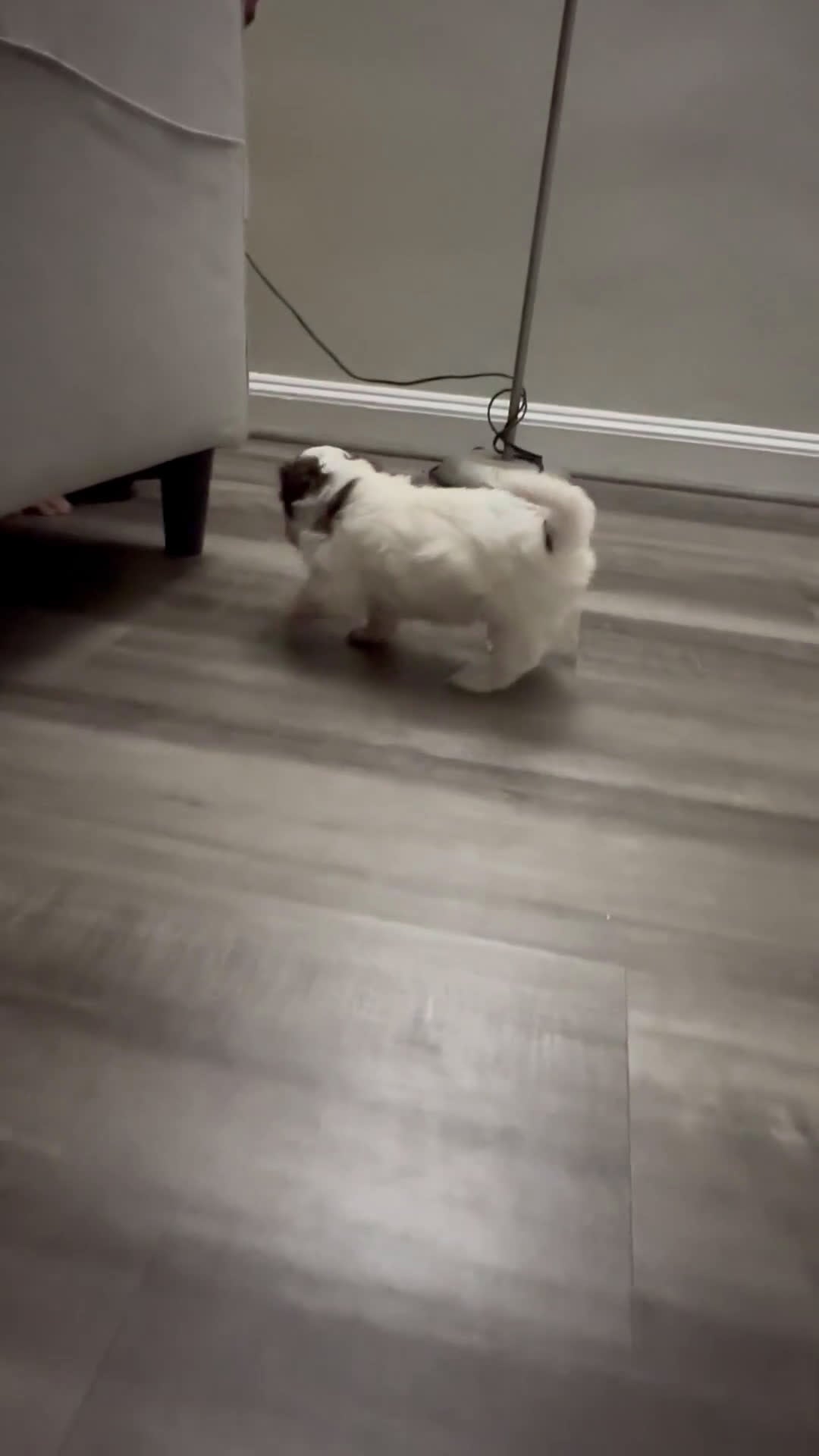 Shih Tzu dogs for sale: Shih Tzu Puppy 1 - Video 1