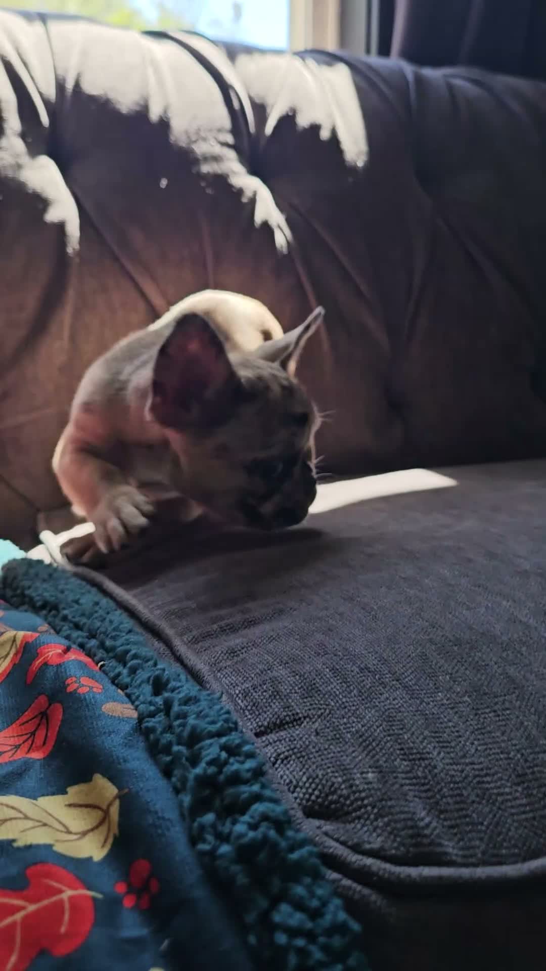 French Bulldog dogs for sale: Meadow - Video 2