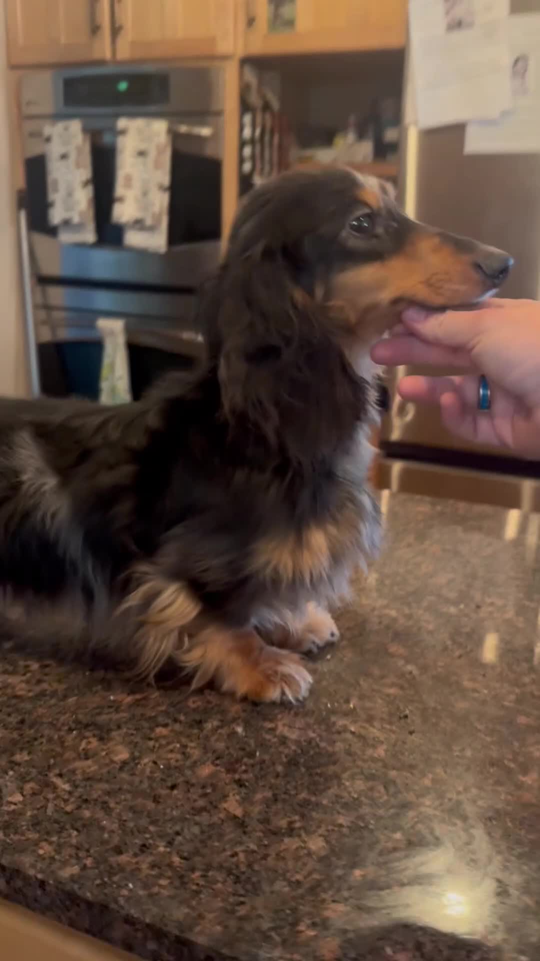 Miniature Dachshund dogs for sale: Champion sired Russian AKC boy - Video 1