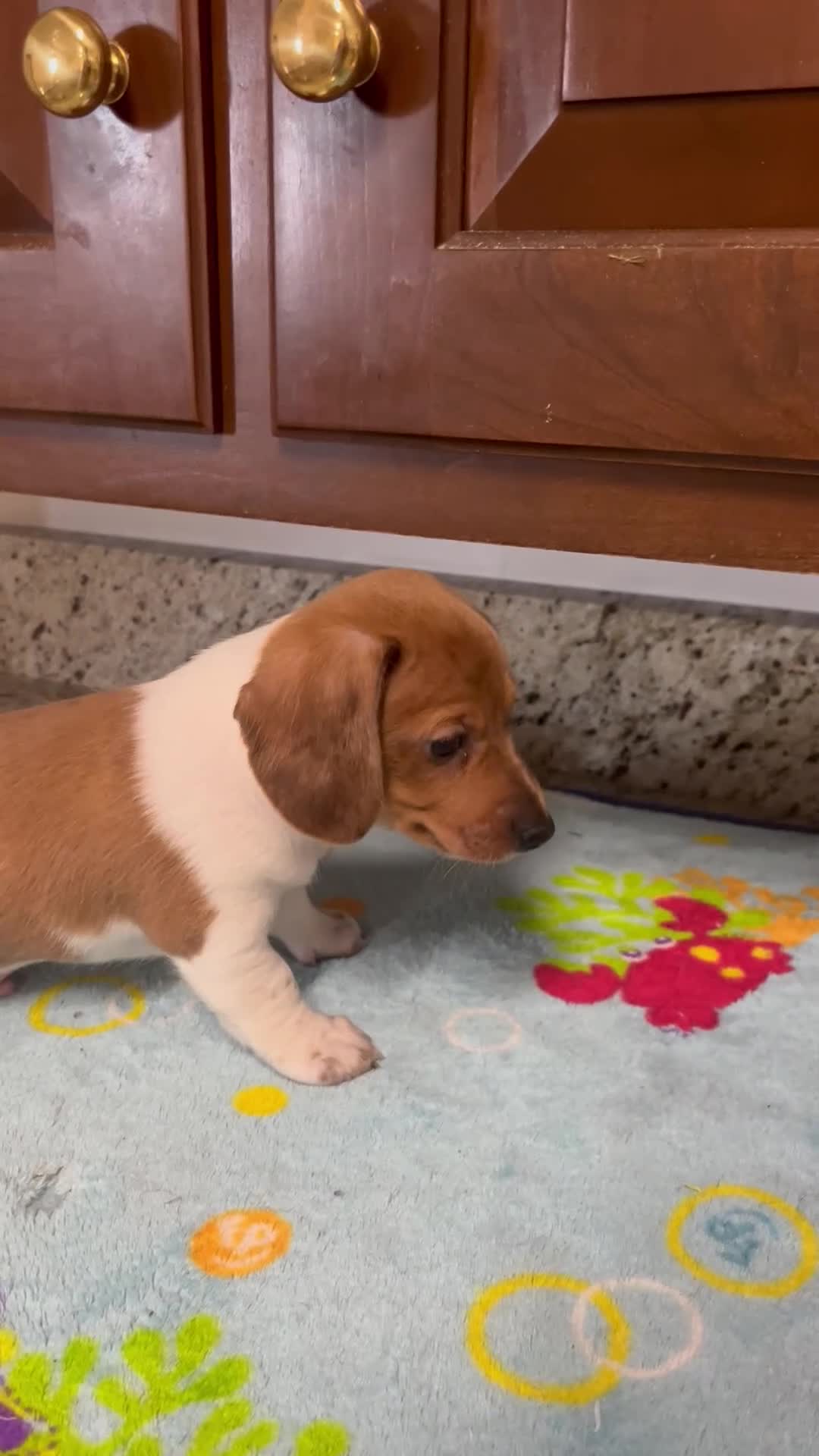 Miniature Dachshund dogs for sale: Ayaan  - Video 1