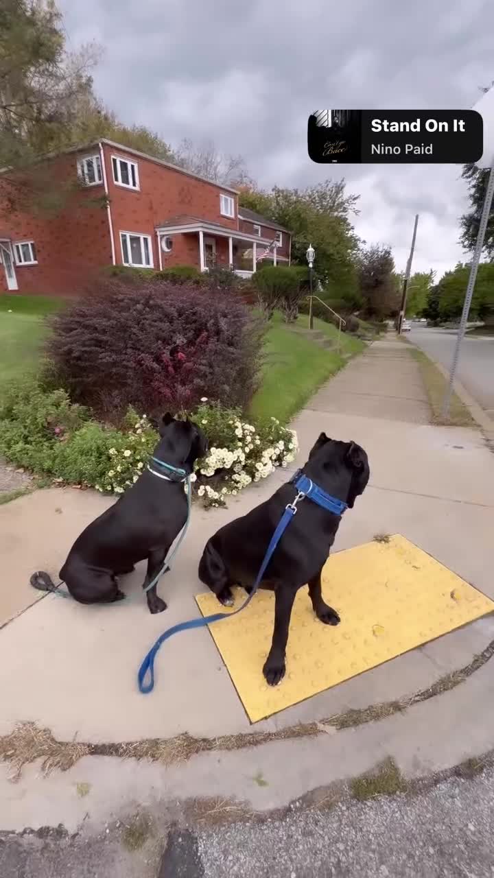 Cane Corso dogs for sale: Corso(Yellow collar) - Video 2
