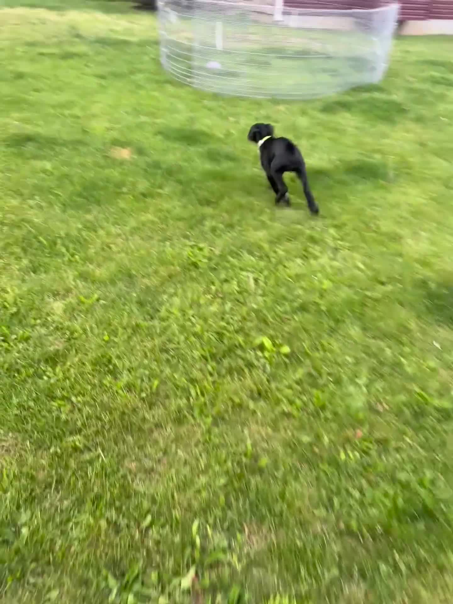 Cane Corso dogs for sale: Cane Corso Puppy 1 - Video 1