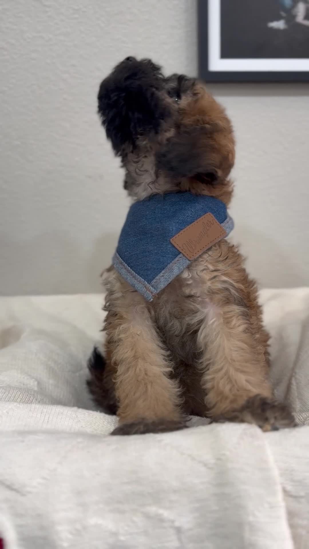 Mini Bernedoodle dogs for sale: Mini Bernedoodle Cocoa-Blue Collar - Video 1