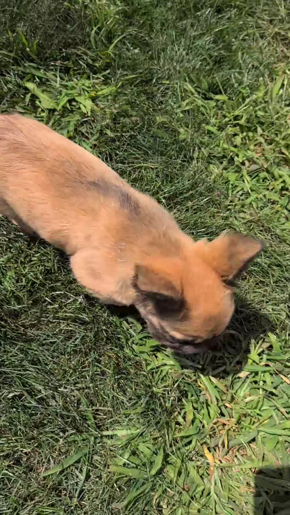 French Bulldog dogs for sale: Olive - Video 1