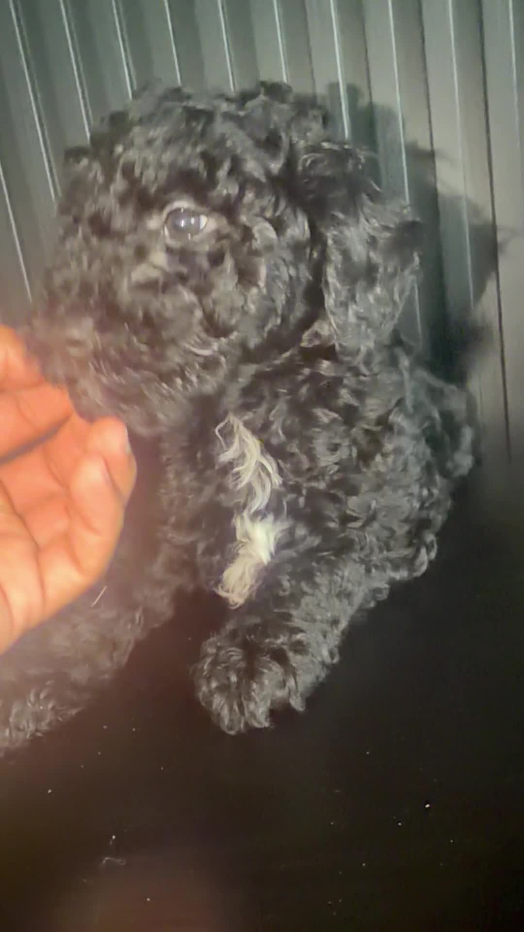 Goldendoodle dogs for sale: Cafe - Video 1