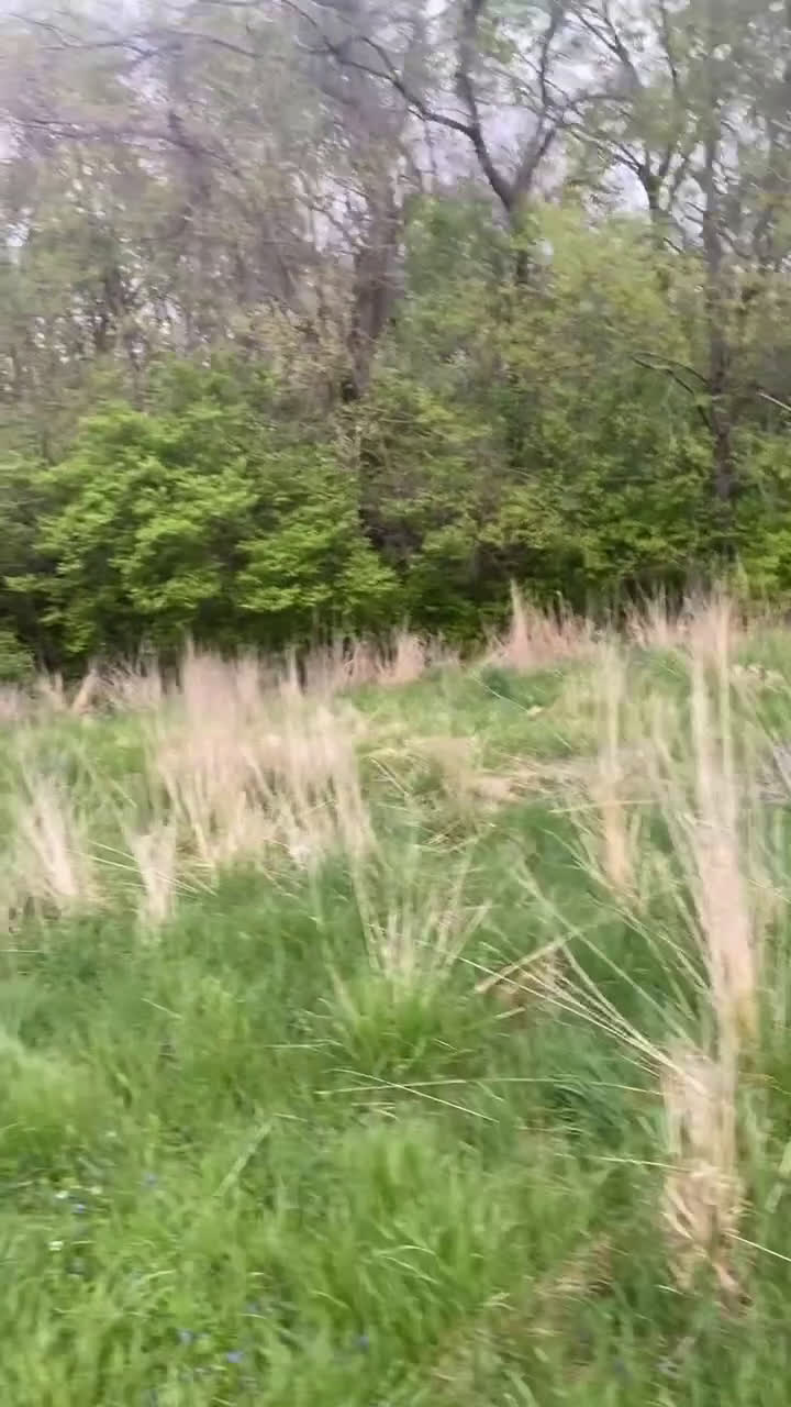 Cane Corso dogs for sale: Cane Corso Puppy 2 - Video 2