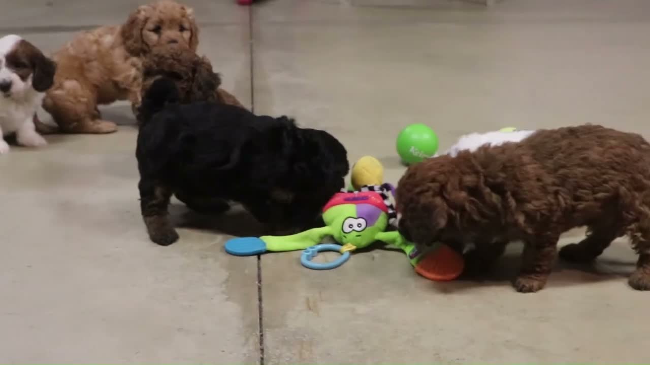 Mini Goldendoodle dogs for sale: Pumpkin - Video 2