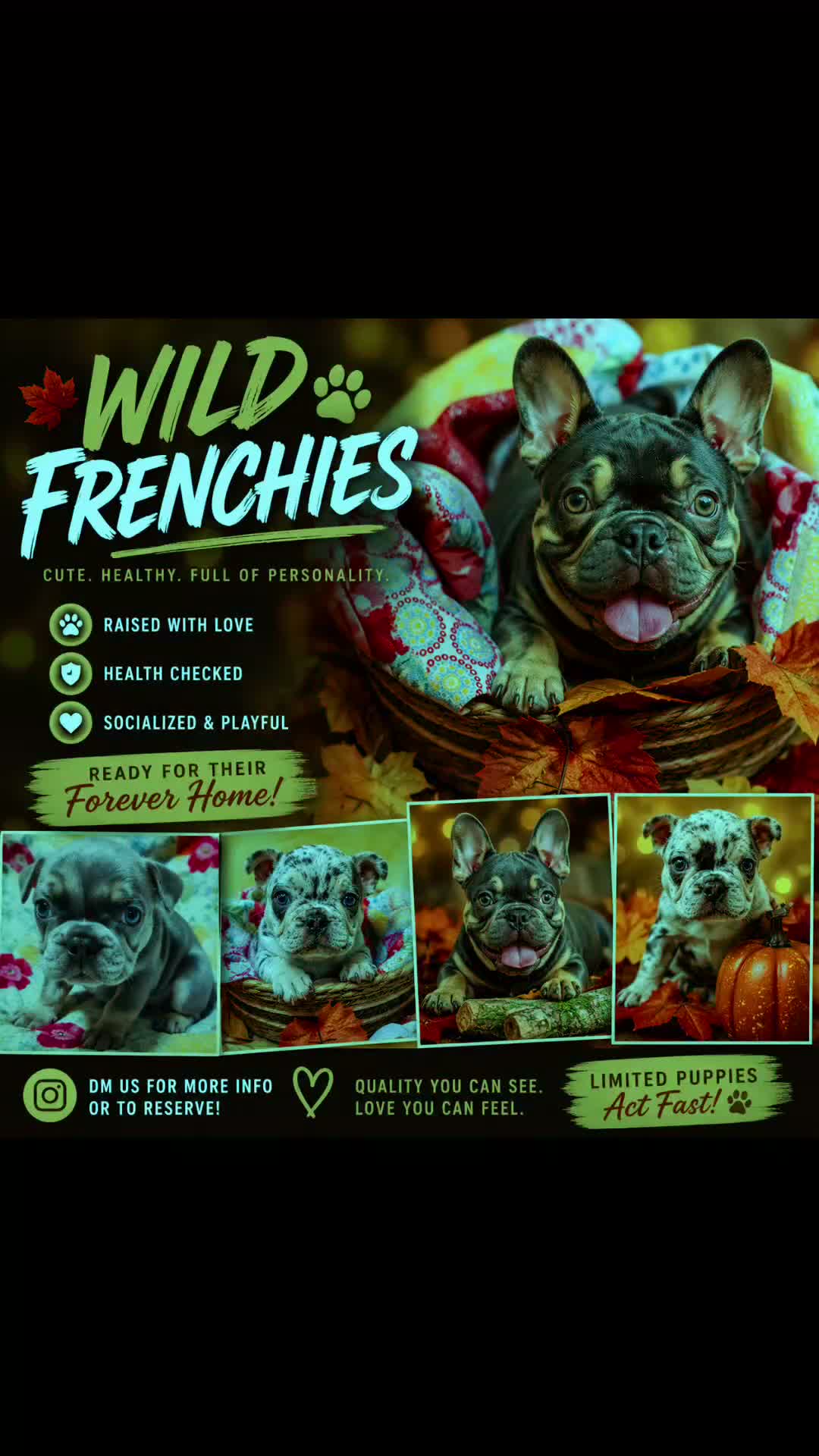 French Bulldog dogs for sale: French Bulldog 2 - Video 1