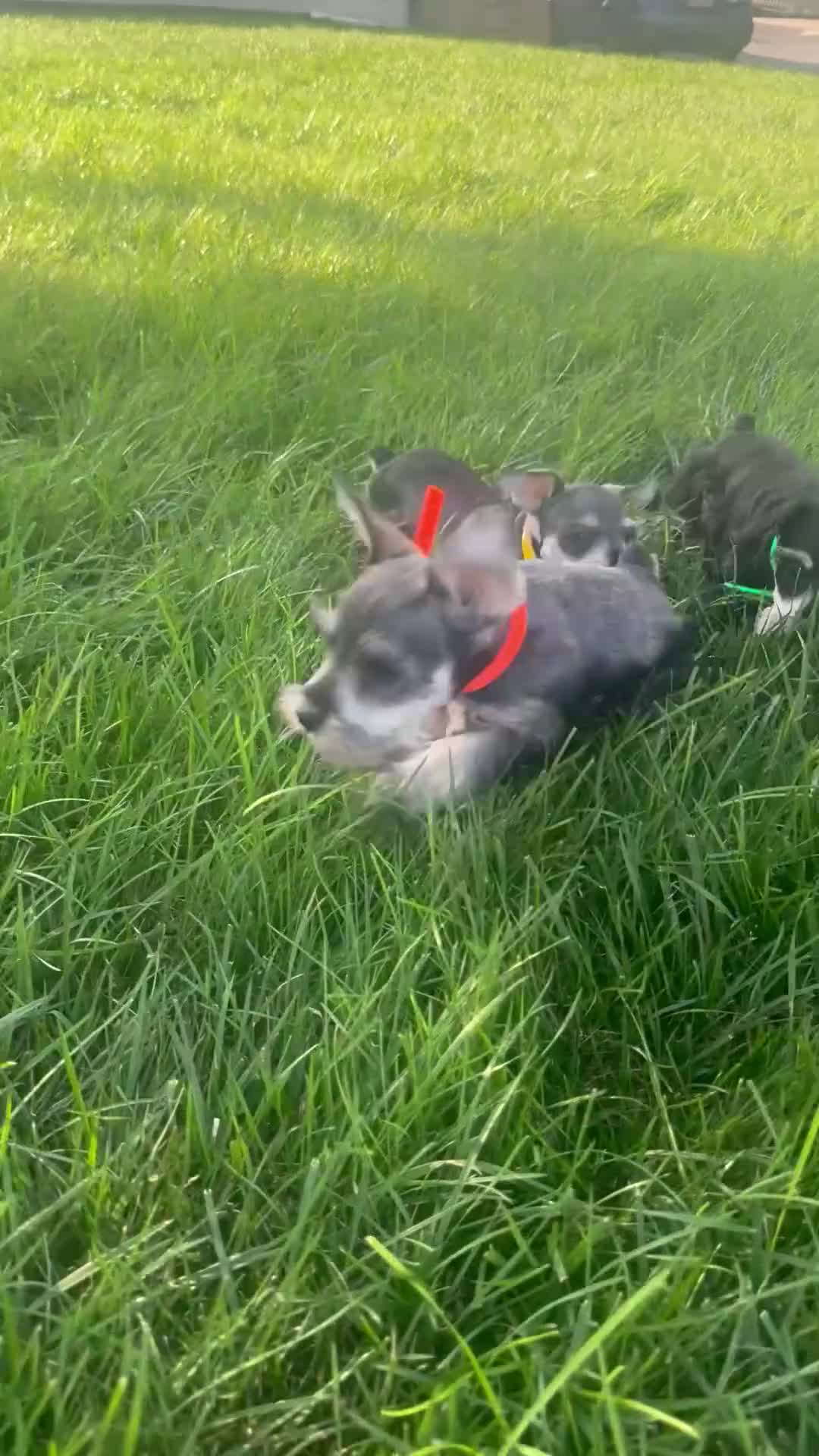 Miniature Schnauzer dogs for sale: Ashley - Mini - Video 1