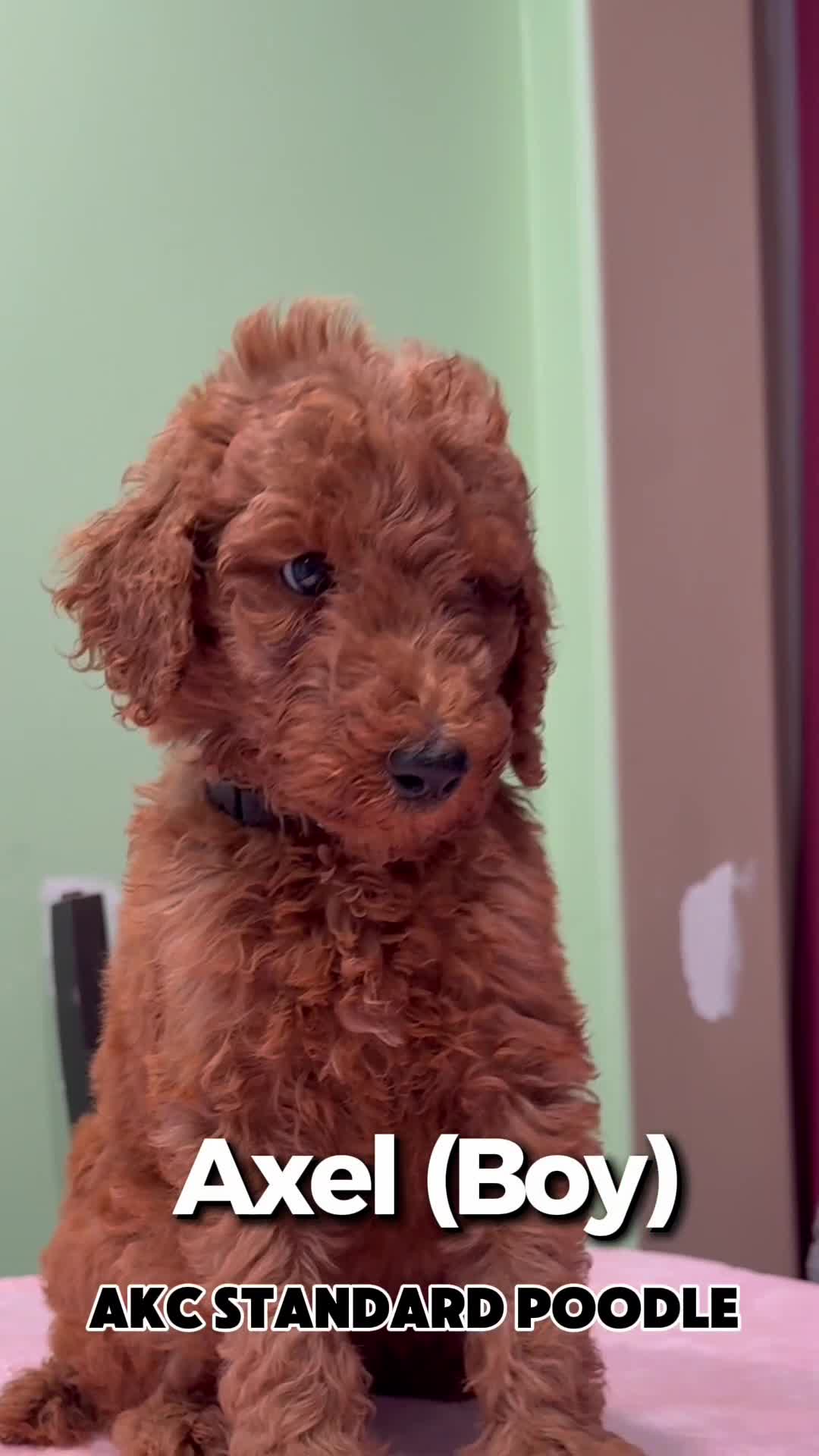 Standard Poodle dogs for sale:  Axel  - Video 1