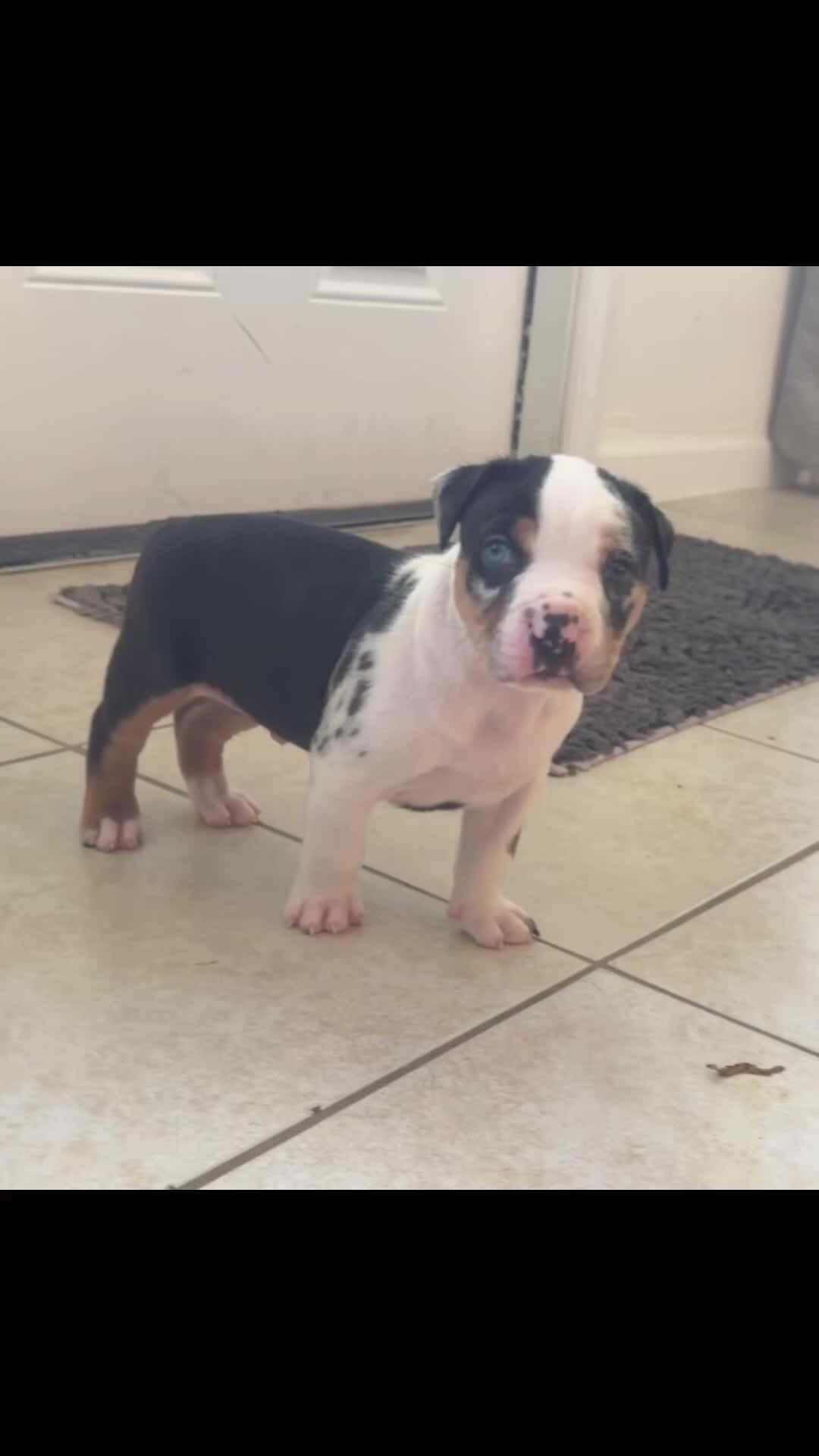 American Bully dogs for sale: American Bully 6 - Video 1
