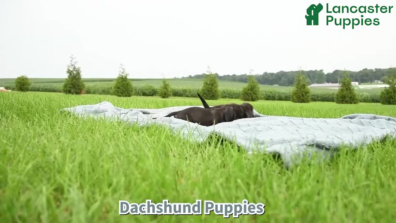 Dachshund dogs for sale: Ollie - Video 1