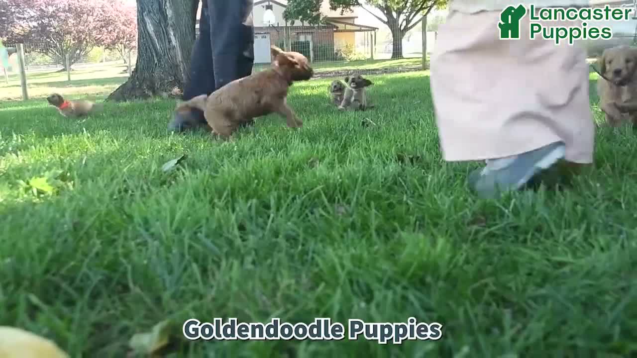 Goldendoodle dogs for sale: Aspen  - Video 1