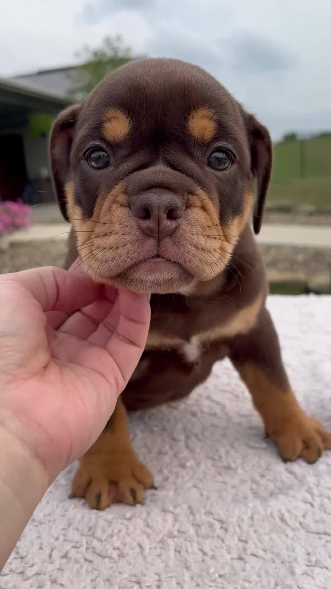 Beabull dogs for sale: Luna - Video 1