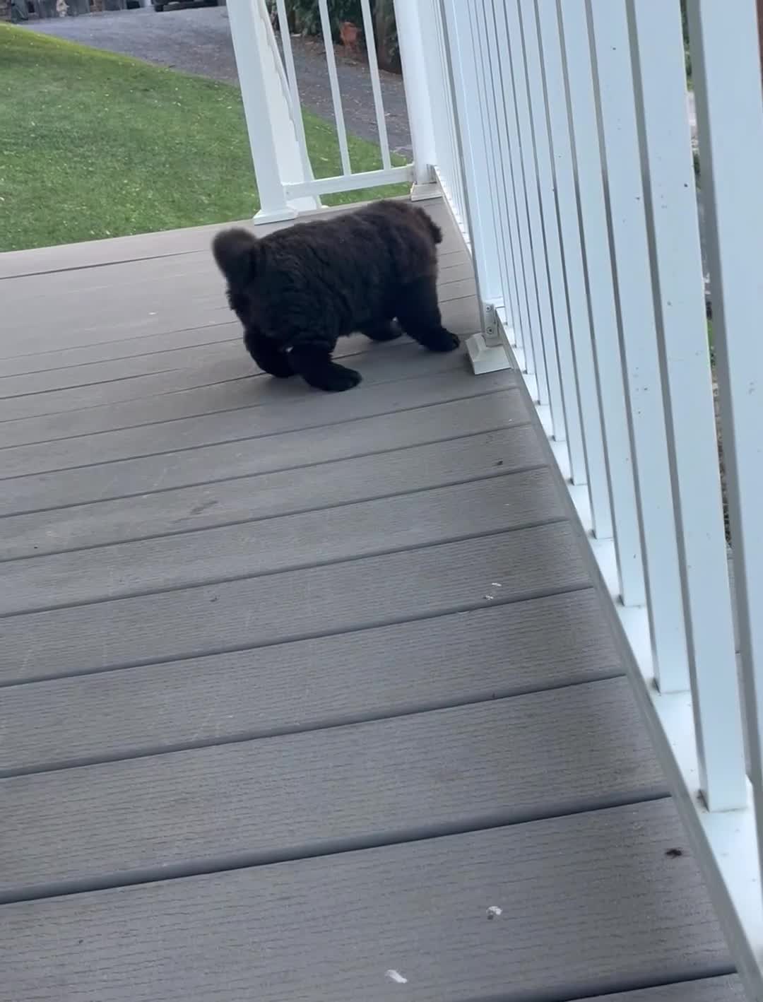Chow Chow dogs for sale: Sunshine - Video 2