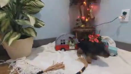 Yorkshire Terrier dogs for sale: Moose - Video 3