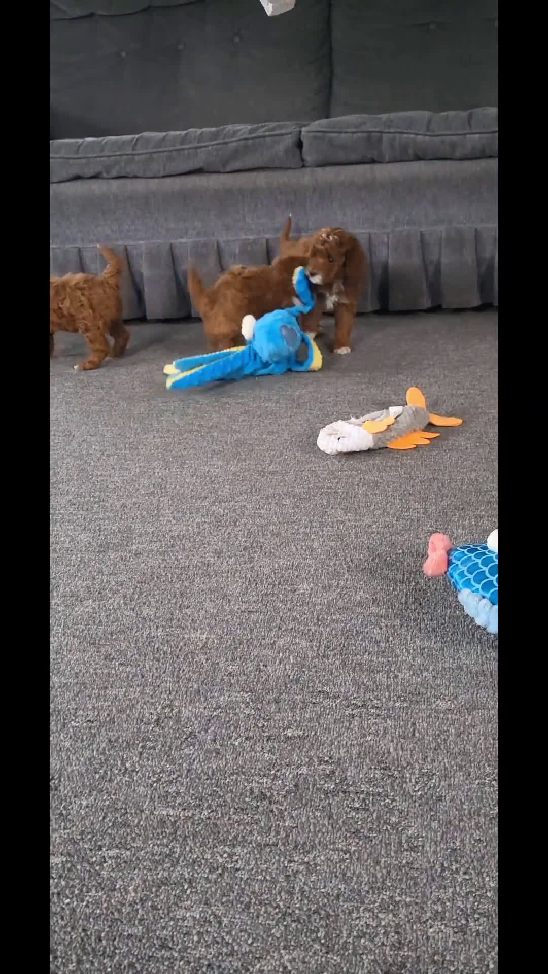 Goldendoodle dogs for sale: Emma - Video 1