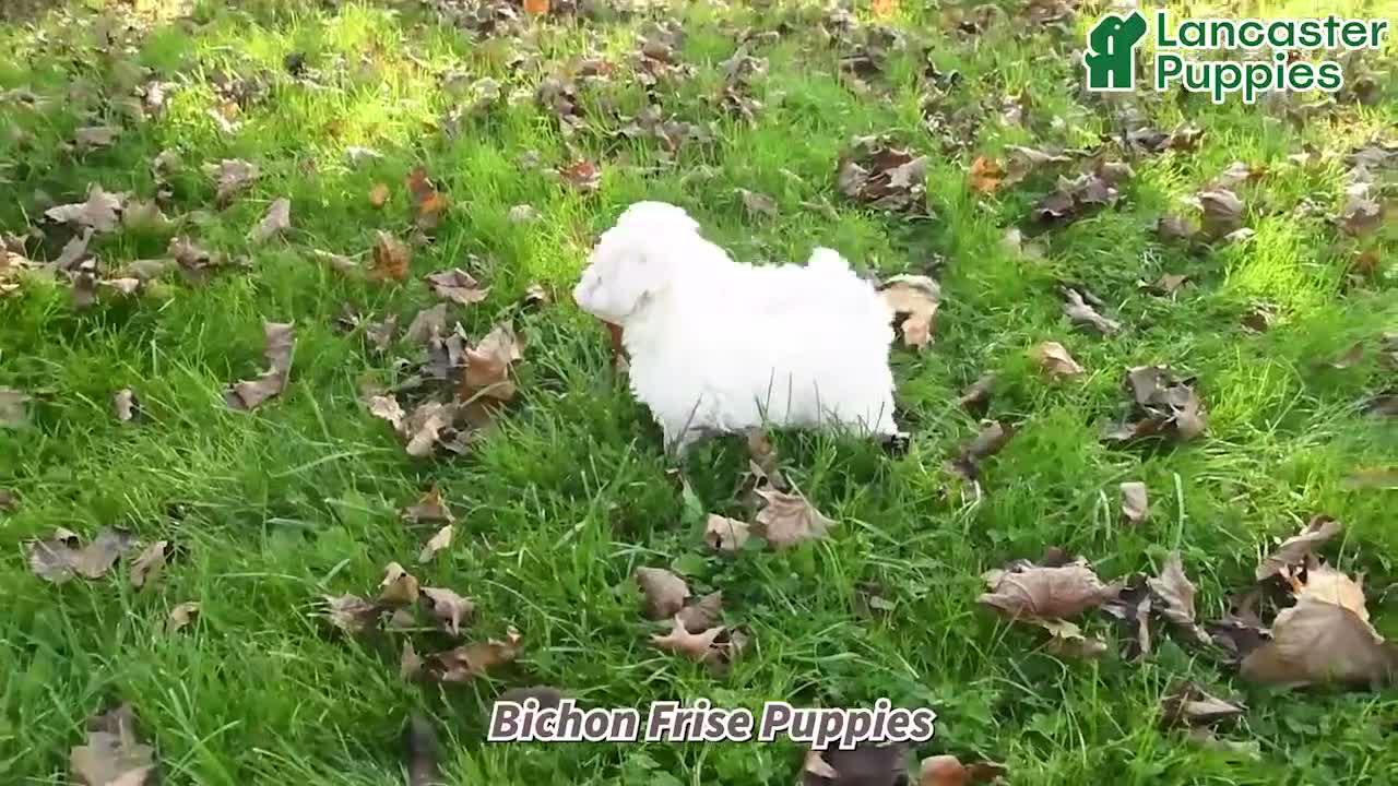 Bichon Frise dogs for sale: Roland - Video 1