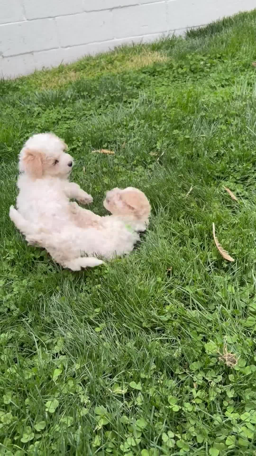 Maltipoo dogs for sale: Benny - Video 2