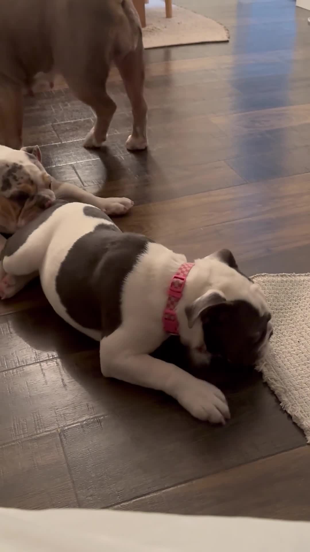 English Bulldog dogs for sale: Blue pied olde english bulldogge - Video 1