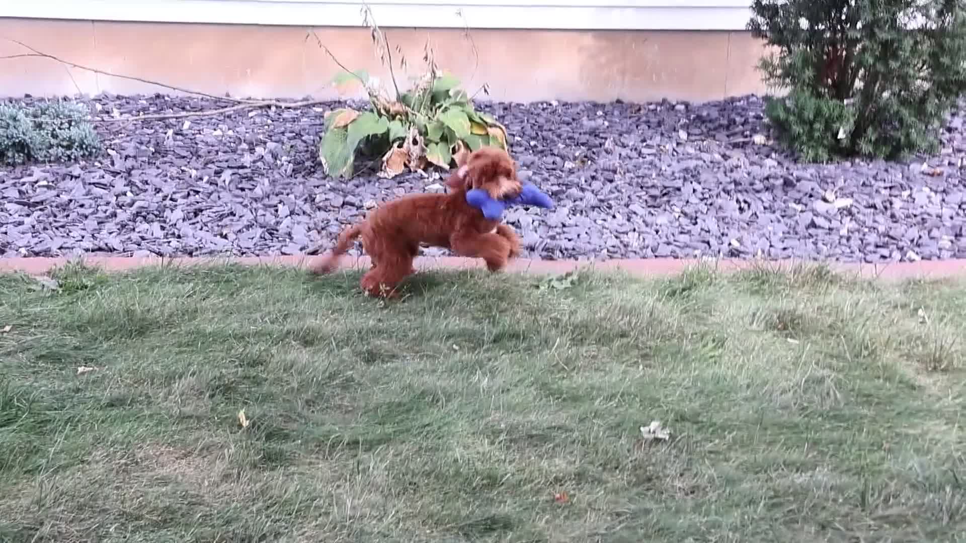 Cavapoo dogs for sale: Illius - Video 1