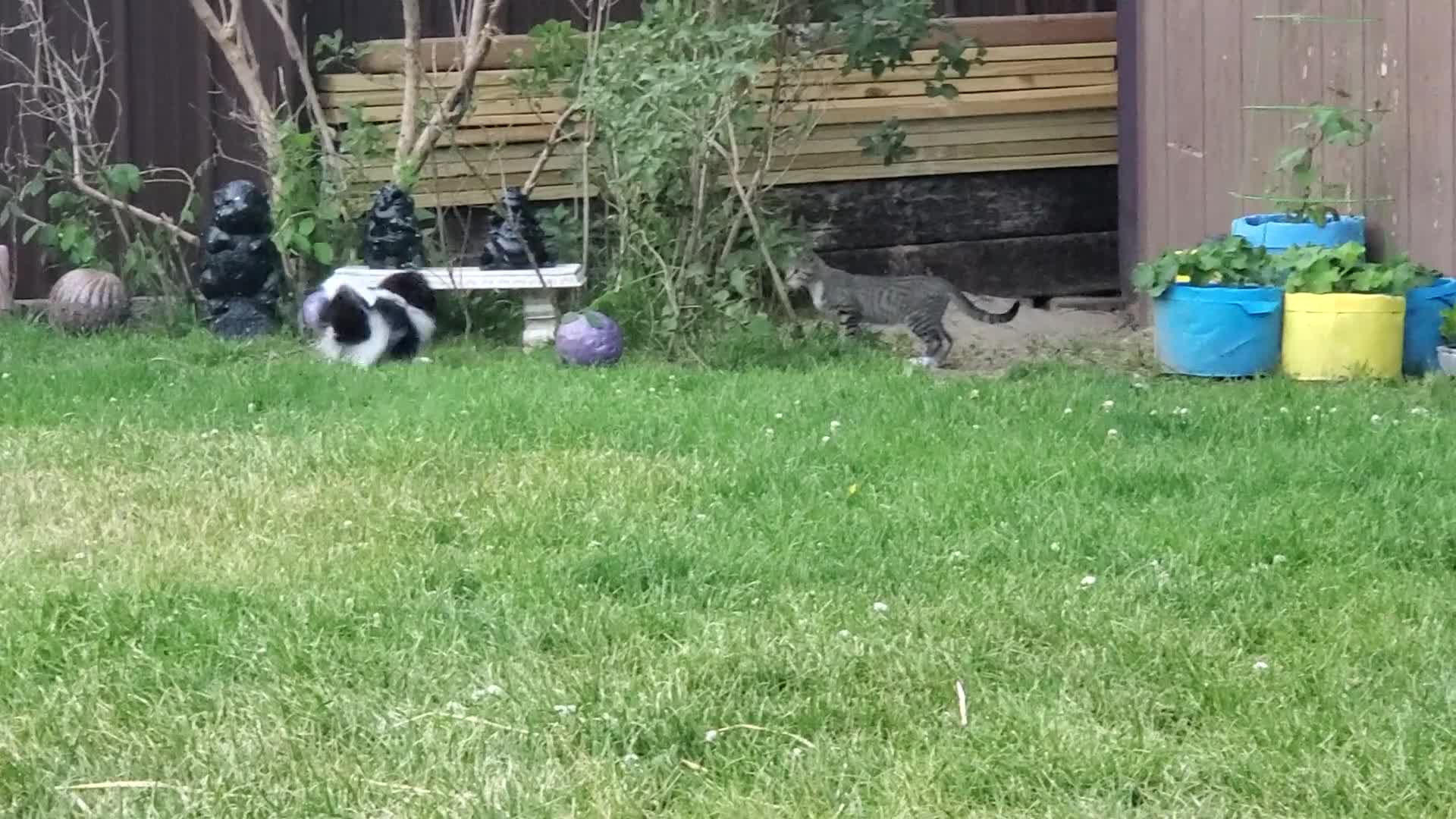 Pomeranian dogs for sale: Lucky - Video 1