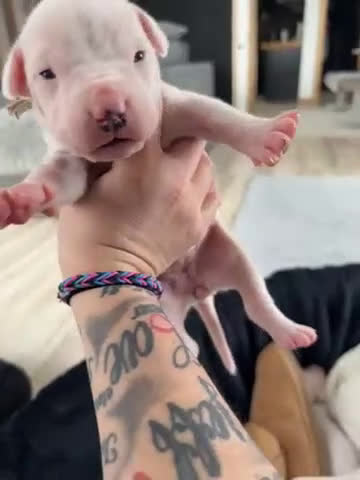 Dogo Argentino dogs for sale: Yellow collar female  - Video 1