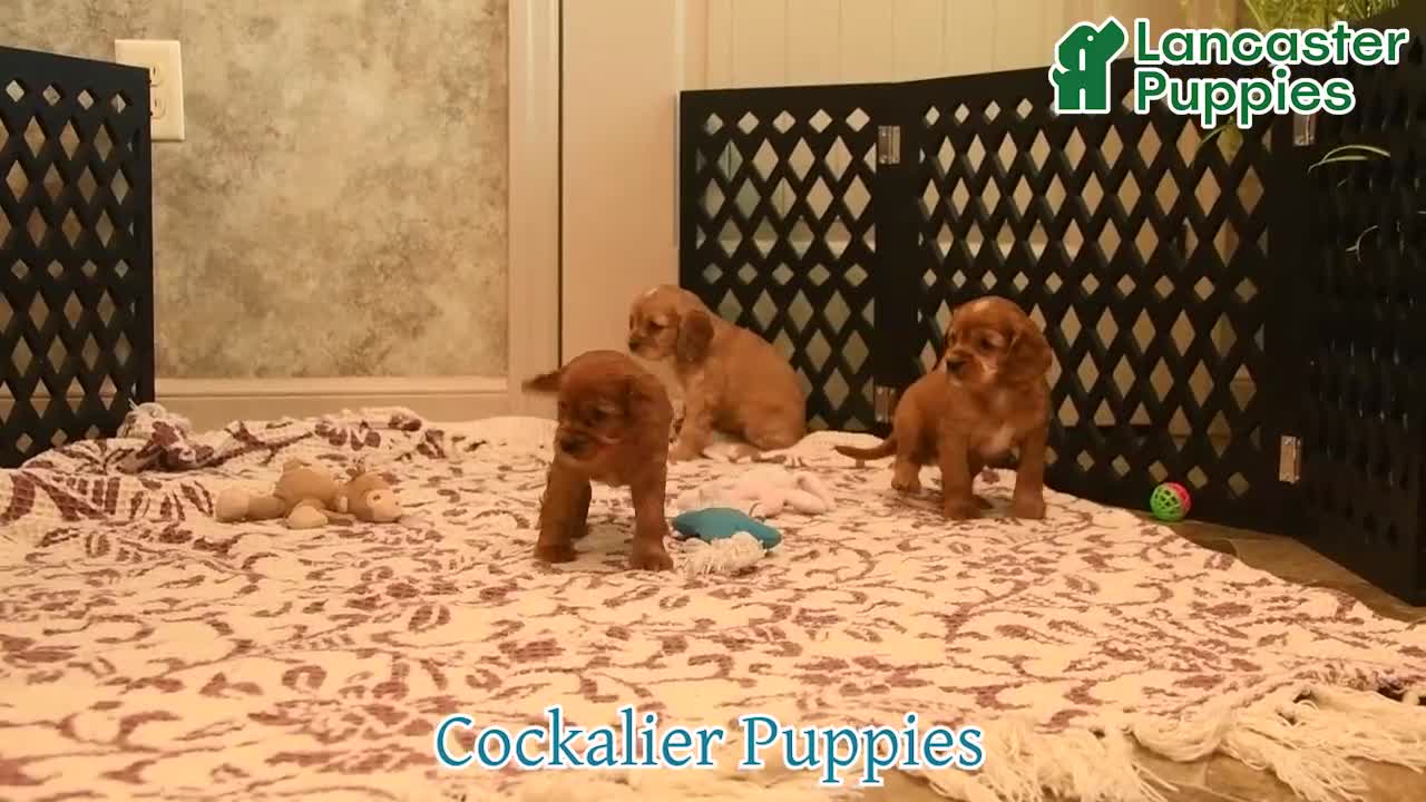 Cockalier dogs for sale: Valentino - Video 1