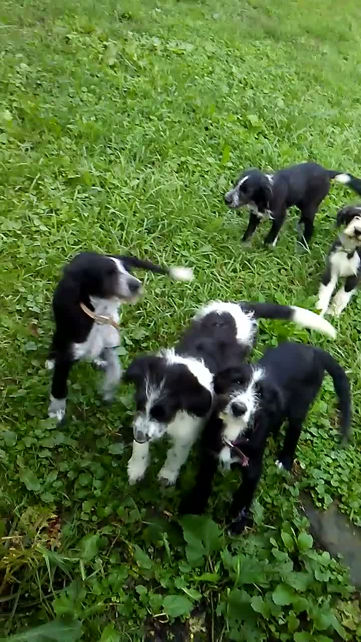 Mixed Breed dogs for sale: Maple - Video 1